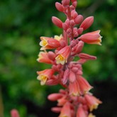 Red Hesperaloe